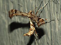 Artichoke Plume Moth